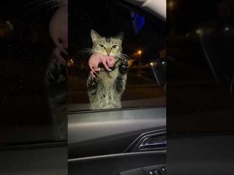 Cute cats, how nice it is to have them.  ❤️❤️🙏#cat