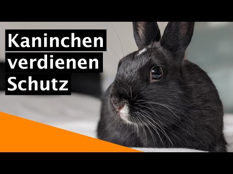 , title : 'Muss man Kaninchen in der Wohnung impfen?'