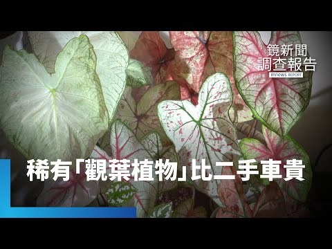多葉植物