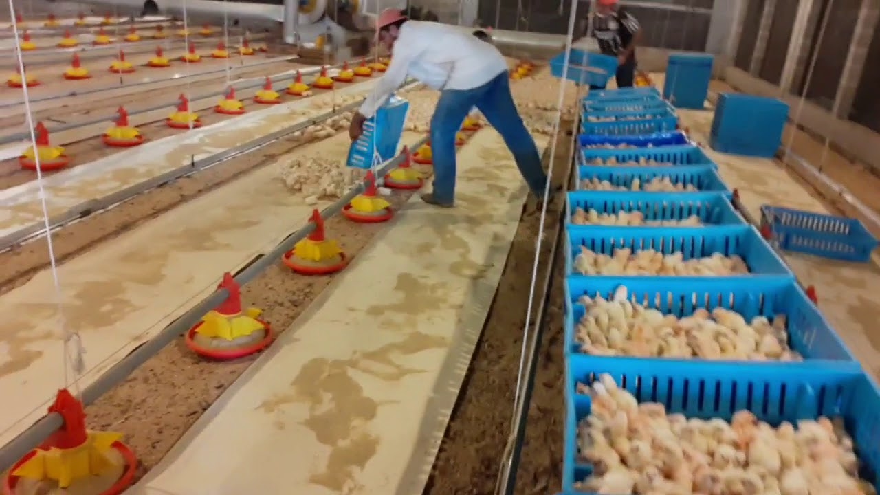 chegada de pintinho na granja de corte alojamento de um dia