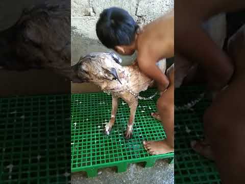 How to wash dog
