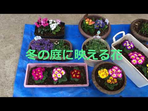 寒い季節に彩りを加えたいですか？これらの 15 個の冬の花は、あなたの庭に活気に満ちた雰囲気を加えます  庭園