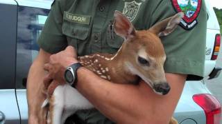 Deer Fawn Rescue