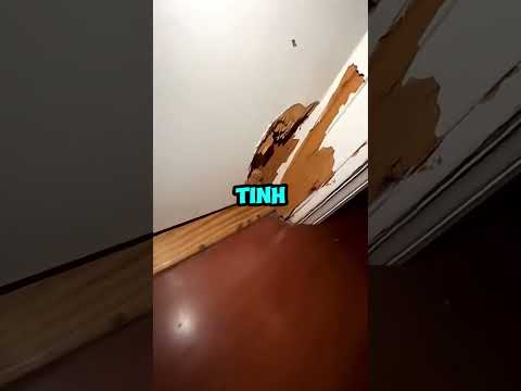 Chú chó chặn cửa tầng hầm và đã cứu anh ta 1 mạng