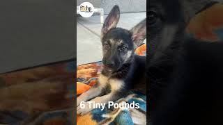 Video preview image #1 German Shepherd Dog Puppy For Sale in Menifee, CA, USA