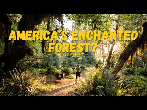 Walking Through a Dream | The Hoh Rainforest