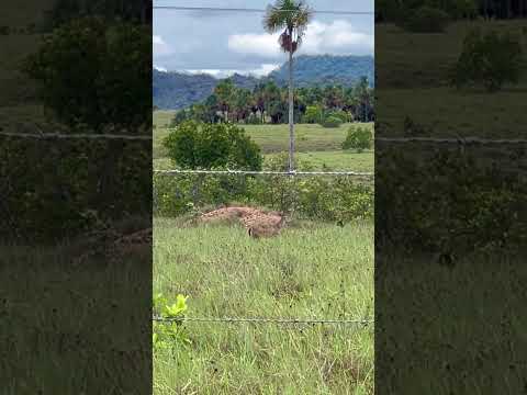 Veada campeira 🦌 Serra da lua - Br 207 - Bonfim - Roraima - Brasil