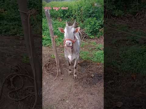 new bull 🚩🚩 #horihabba #horihabbathebullrace #jallikattu #love #religion #malnad #dboss #bull