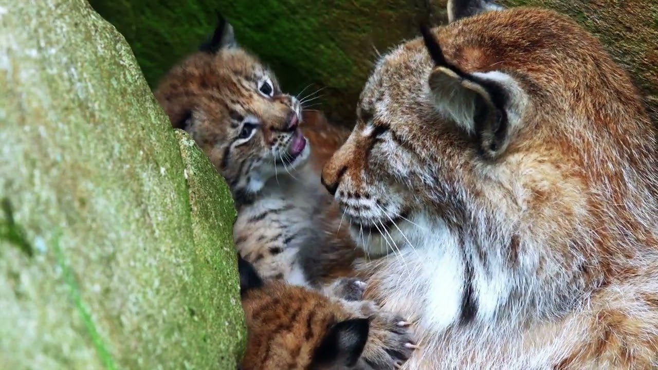 Carpathian Predators