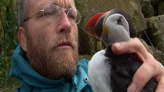 preview picture of video 'Catching Puffins, ep.1'