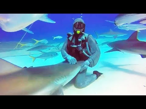 Elle a une relation spéciale avec un requin - ZAPPING SAUVAGE