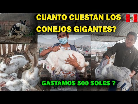 , title : 'COMPRANDO CONEJOS GIGANTES DE FLANDE / CONEJOS REX /PRECIO / LIMA PERU'