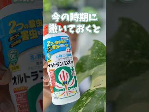 虫を怖がらせる植物はどれ 2023