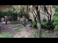 Mandrills On Safari