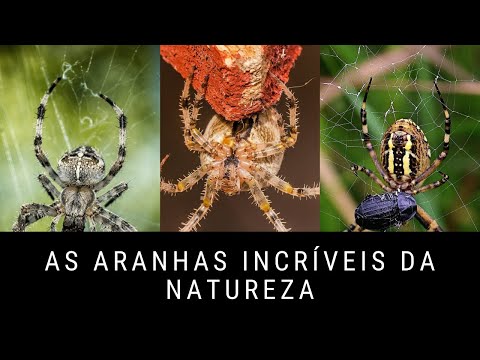 As Aranhas incríveis da natureza (documentario)