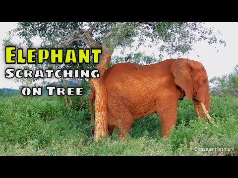 Elephant Scratching On Tree