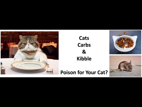 Cats, Carbs, & Kibble: Poison for Your Cat?