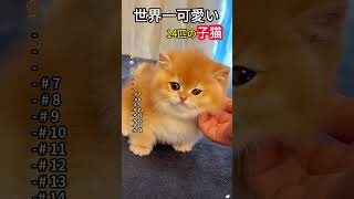 世界で一番可愛い14匹の子猫#にゃんこ #子猫 #猫との暮らし #ペット動画 #癒し動物 #もふもふ猫 #かわいい猫