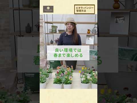 苗を何に入れますか？ 4 つの回復アイデア + ビデオ手順  庭園