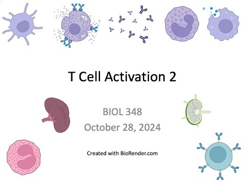 Immunology Fall 2024: Lecture 25 T Cell Activation 2