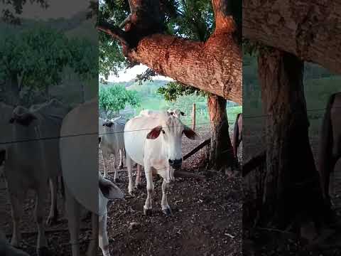 Por do sol maravilhoso aqui em Altamira do Paraná #roça#AltamiradoParana