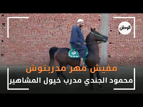 محمود الجندي مدرب خيول المشاهير مفيش مهر مدربتوش