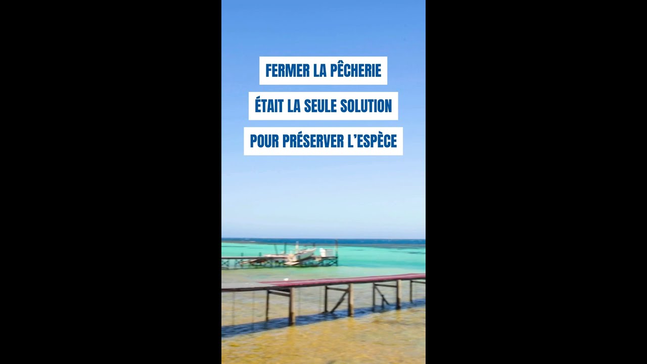 Les vagues de chaleur océaniques frappent très violemment les mers australiennes