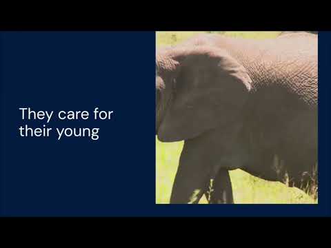 Speaking Topic4: Animal Magic