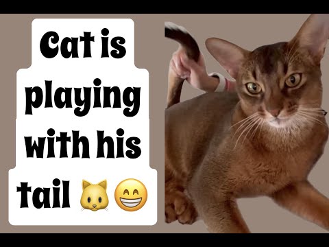 THE CUTEST CAT GAME (Stray) / Tail games 🐱🐾 Amon likes his  tail 😹