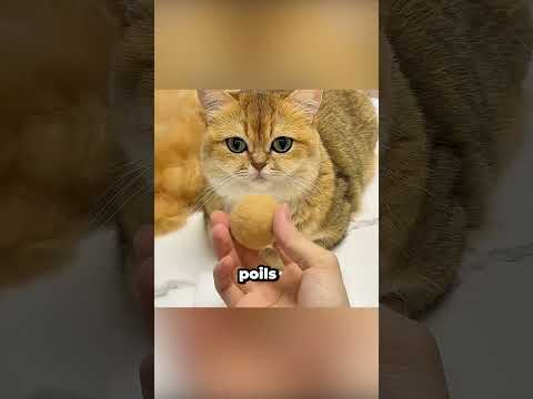 Sais-tu comment les chats « changent de vêtements » ? #chat #drôle #mignon #short