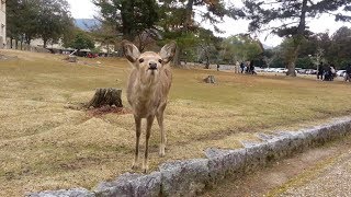 preview picture of video 'Lovely Cute Deer (Nara Deer Park) #1'