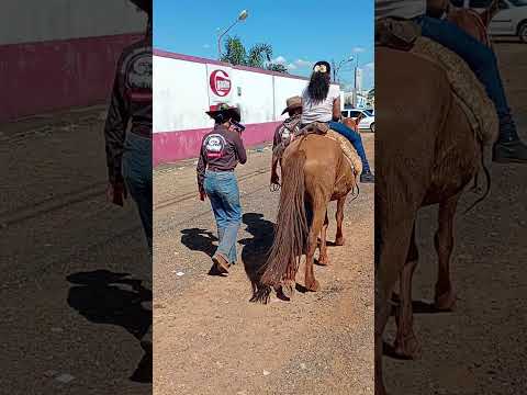 Os Carros de boi de Petrolina de Goiás.