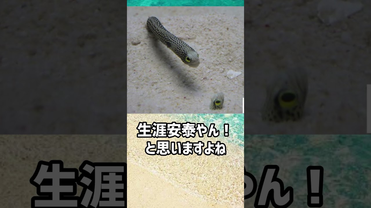 チンアナゴはどこかおかしい　#shorts