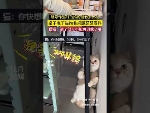 妈妈给儿子辅导作业，“咆哮声”吓到猫猫 躲在桌下，怀疑“喵”生！#新闻 #共鸣 #大热门