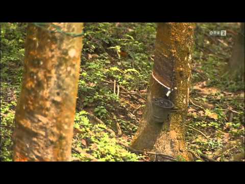 ORF WELTjournal: Palmöl