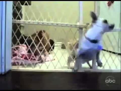 My Name is Asif Ali Zardari and I am a dog