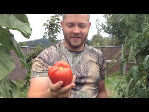 , title : 'Organic Heirloom Tomato Harvest & Garden Update'