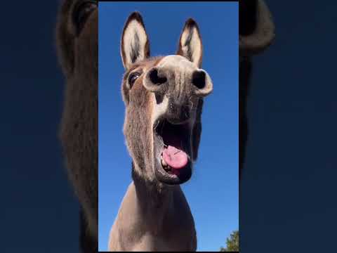 Donkey sound Jackass noise #Braying Donkey Sound || #ugly Sounds || #shorts || #Animalspoorly #viral