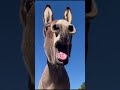 Donkey Sound Jackass Noise Braying Donkey Sound Ugly Sounds Shorts Animalspoorly Viral