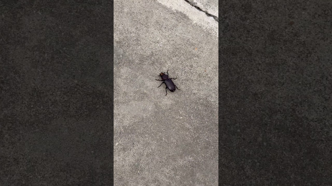 What is this bug 🐜?