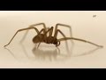 Brown Recluse Spiders In Michigan