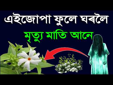শেৱালী ফুল যাৰ ঘৰত আছে, সেইখন ঘৰত অকাল মৃত্যু হয় ! এই ফুলে ধন নাশ কৰে | Vastu Tips