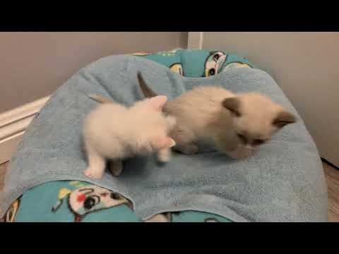 Clawson & Hedda playing together