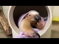 Morning Stretches With Gonzo The Tamandua