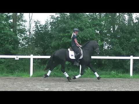 Stal Okkema's Dauwe H - Jouwe x Uldrik - stallion - 2017 - 1.60m