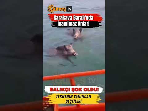 Gölde Yüzen Domuzları Gördü, Şok Oldu! #Malatya #KarakayaBarajı #Kale #Haber #Yaşam