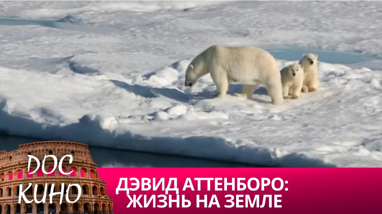 ДЭВИД АТТЕНБОРО: ЖИЗНЬ НА ЗЕМЛЕ🌎 ДОКУМЕНТАЛЬНОЕ КИНО 🎆 2019