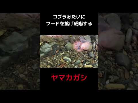 自然に毒蛇を追い払う方法は？傷つけずに追い払う5つのヒント  庭園