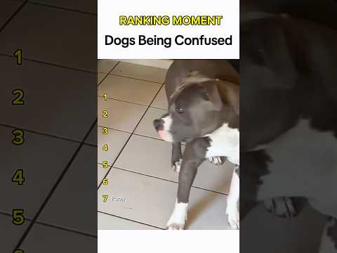 Dogs being idiots part 283 😂| Funny dogs compilation #funnydog #funnypet #cutedog #dog #dogsworld