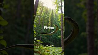 Download lagu The Snakes That Fly mp3 Download lagu The Snakes That Fly mp3